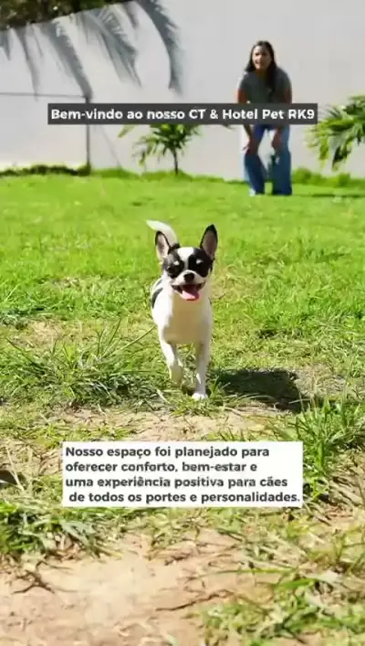 Cães brincando no RK9